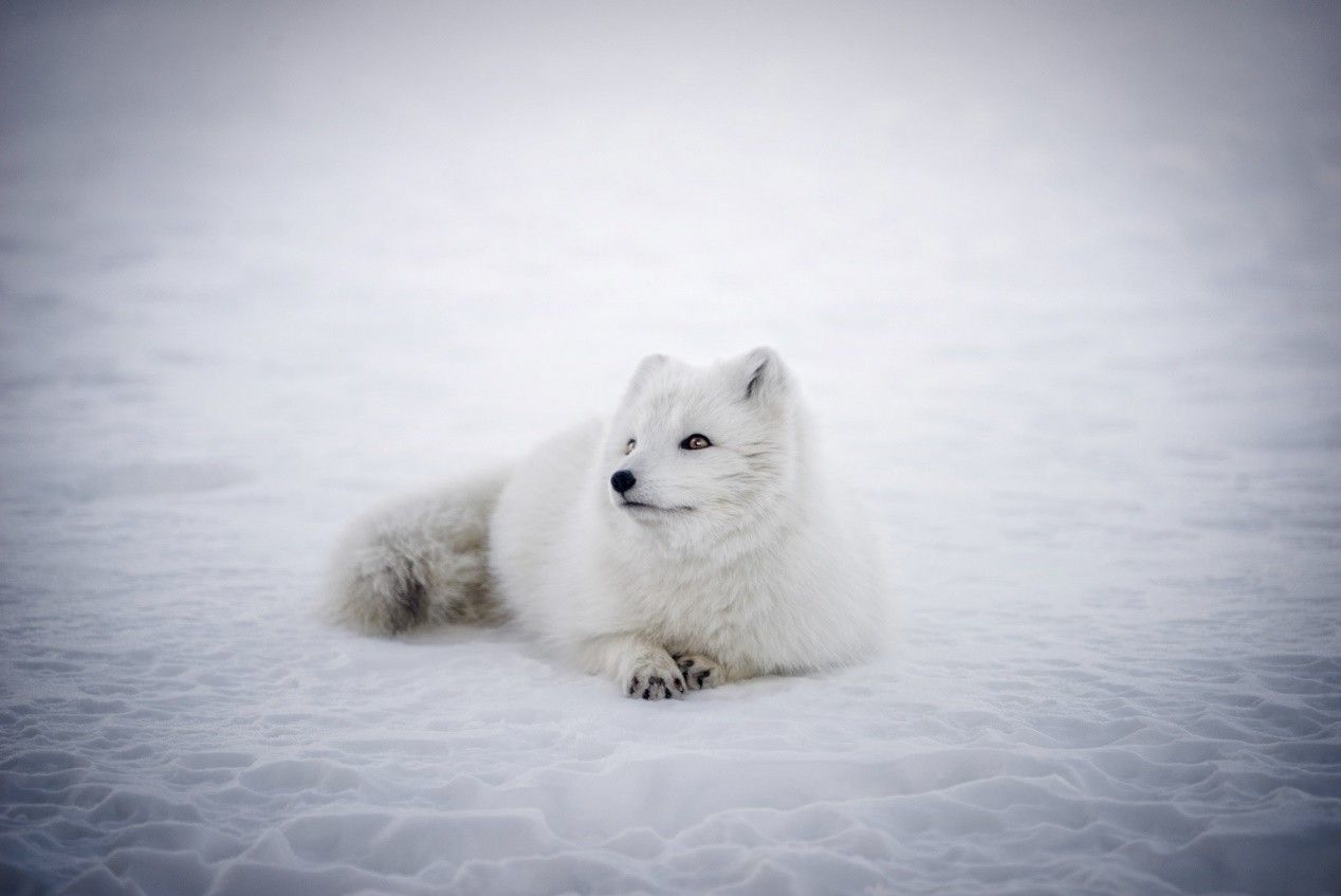 北极狐，挪威多弗勒山-松达尔国家 (© Andy Trowbridge/Minden Pictures) | 必应每日高清壁纸 - 精彩,从这里开始